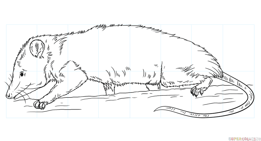 + how to draw a possum | #Covid Outbreak