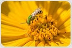 Sweat bees are ideal for studying the genes underlying social behavior