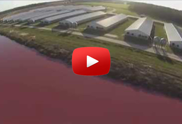 antibiotic use cafo