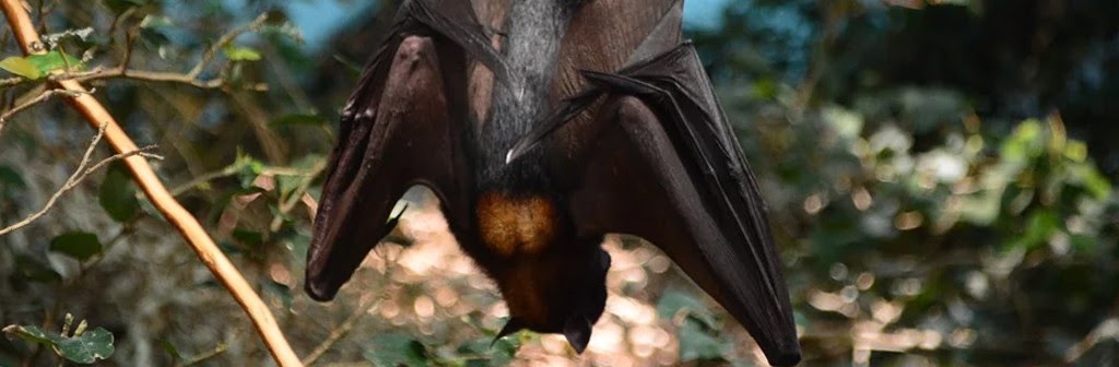 ¡Puaj! 12+ Raras razones para el Excremento De Murcielago ...
