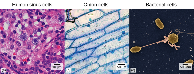 Cell — structure and functions. Cells Welcome
