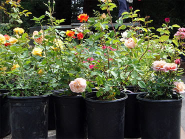 There are several good reasons: Roses Of Yesterday And Today