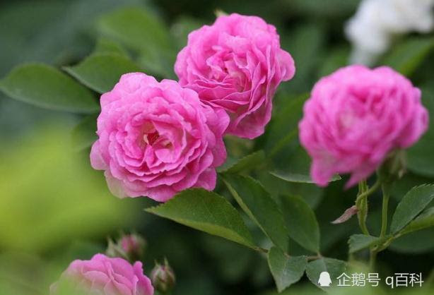 いろいろ野薔薇花 野薔薇花言葉呪術
