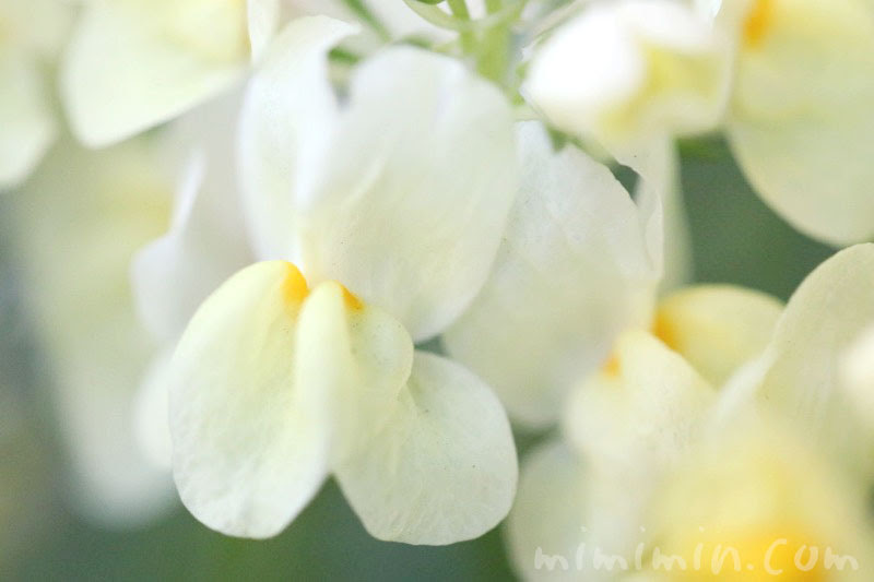 すべての花の画像 最高リナリア 花言葉 幻想