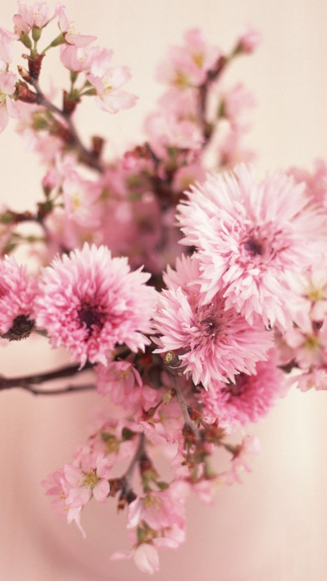 すべての美しい花の画像 75 ピンク Iphone 壁紙 花