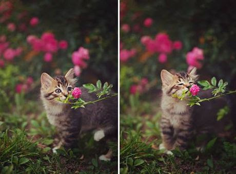 Những hình ảnh cực đáng yêu của loài vật thưởng thức hoa