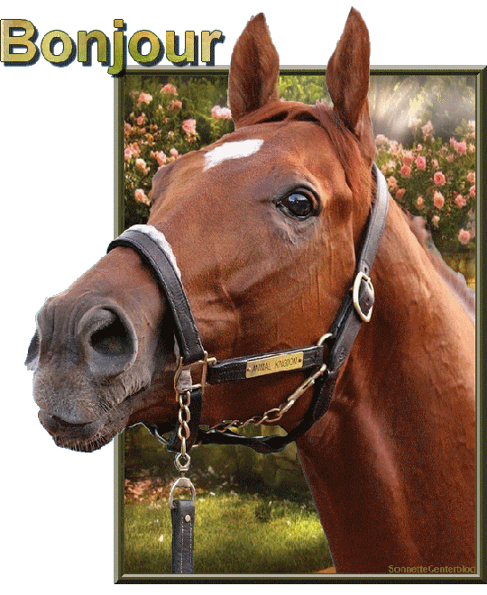 Tendances Pour Gif Anniversaire Avec Cheval Abdofolio
