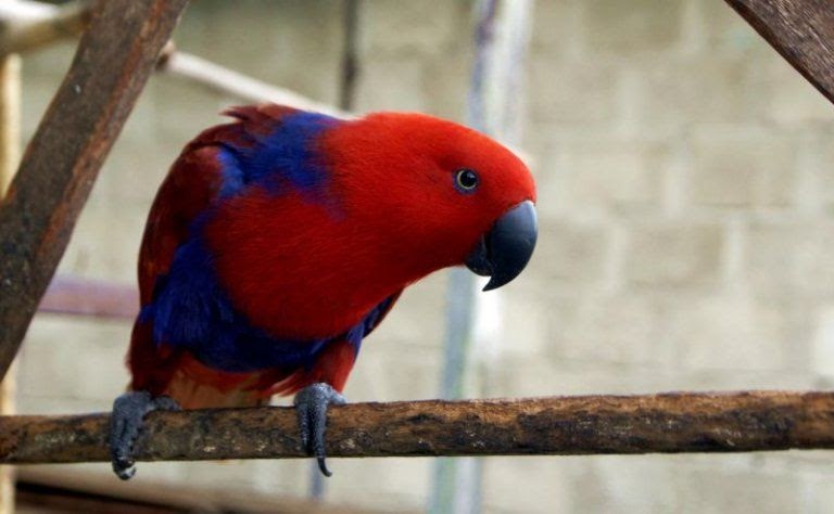 Paling Populer 30 Gambar Burung Nuri Bayan Gani Gambar Paling Populer 30 Gambar Burung Nuri Bayan Gani Gambar