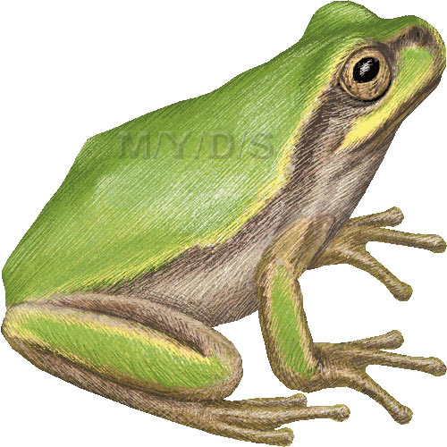 かわいい動物画像 綺麗なリアル フリー カエル イラスト
