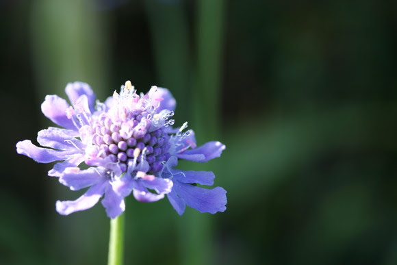 すべての美しい花の画像 最高マツムシソウ 花 言葉
