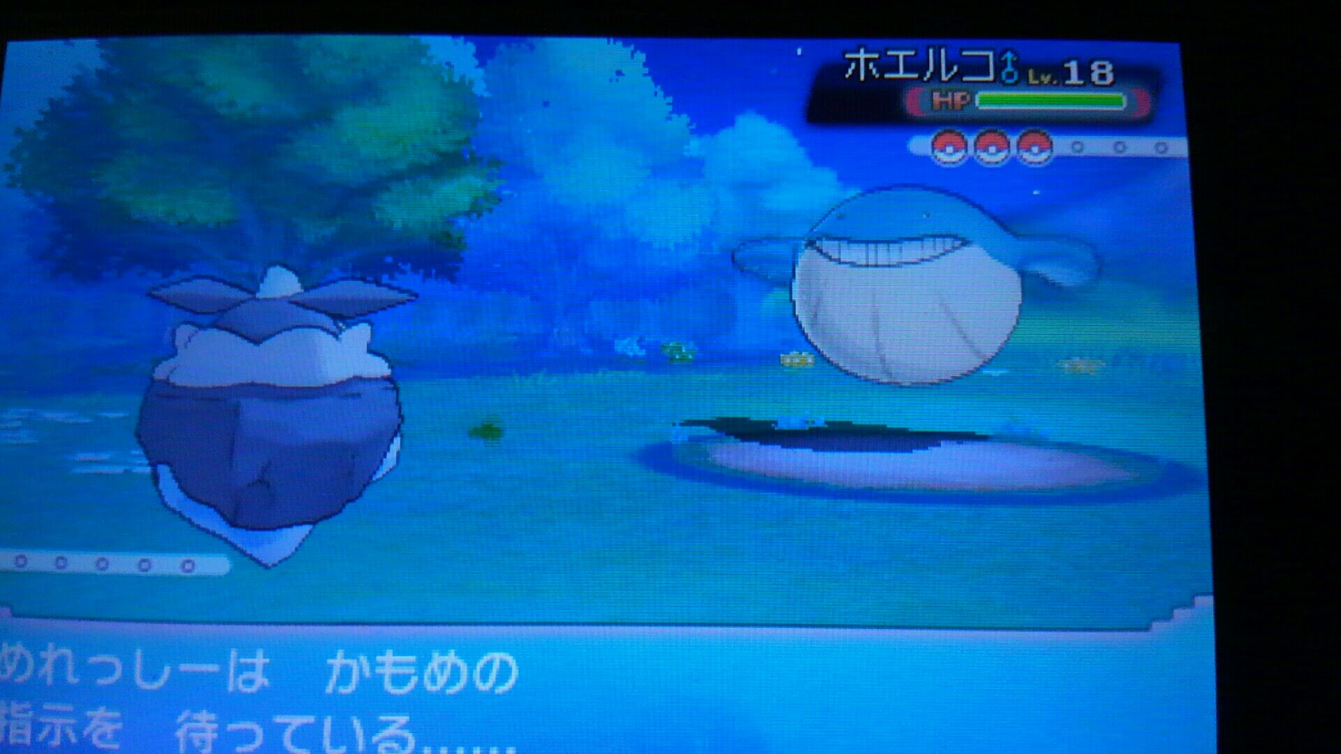 ポケモン オメガ ルビー ホエルコ イメージポケモンコレクション