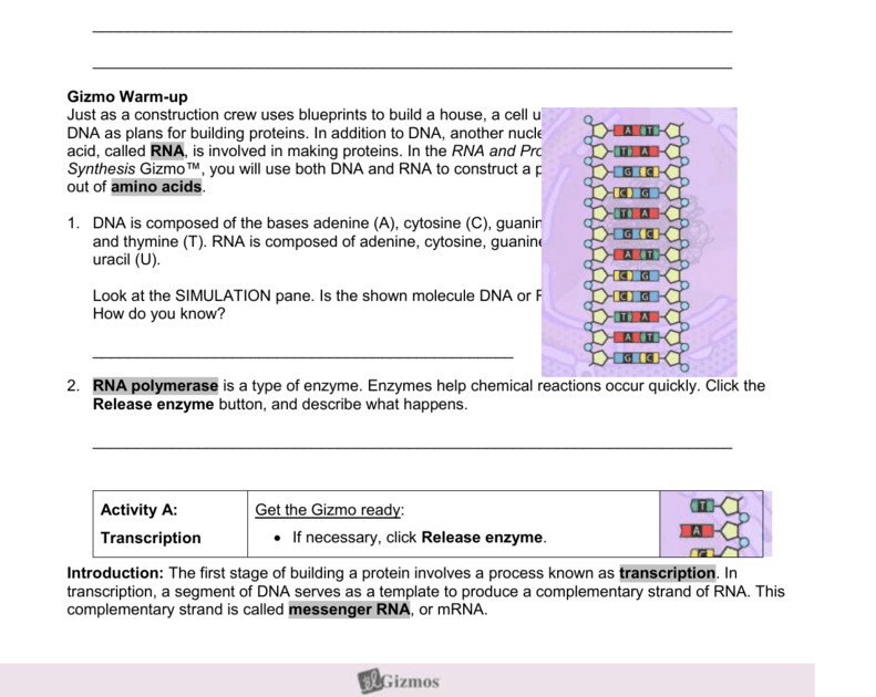 Building Dna Gizmo Answer Key - This is often linked to ...