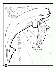 Explore 623989 free printable coloring pages for you can use our amazing online tool to color and edit the following cute whale coloring pages. Whale Coloring Pages Animal Jr