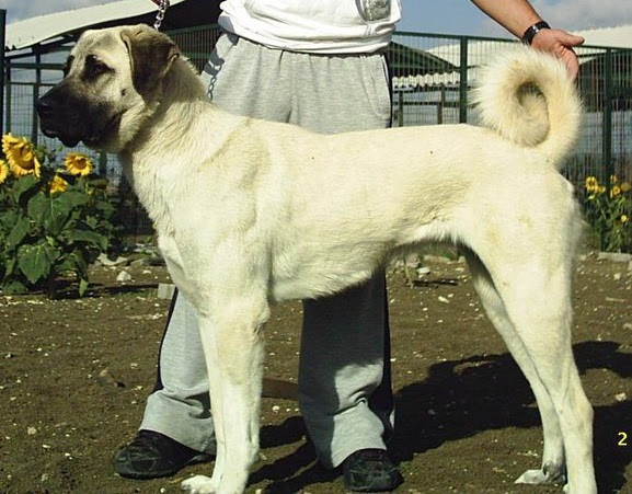 The kangal dog has the strength, the speed and the courage to intercept and confront threats to the flocks of sheep and goats that it guards in both turkey and the new world. Turkish Shepherd Dog Kangal Alianz Federation