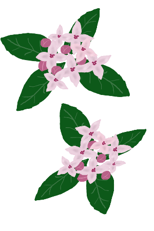 沈丁花 イラスト かわいい かっこいい無料イラスト素材集