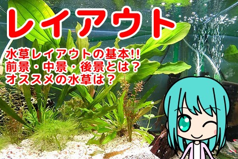 最も選択された マヤカ 水草 植え方 マヤカ 水草 植え方 Jagoan Gambar