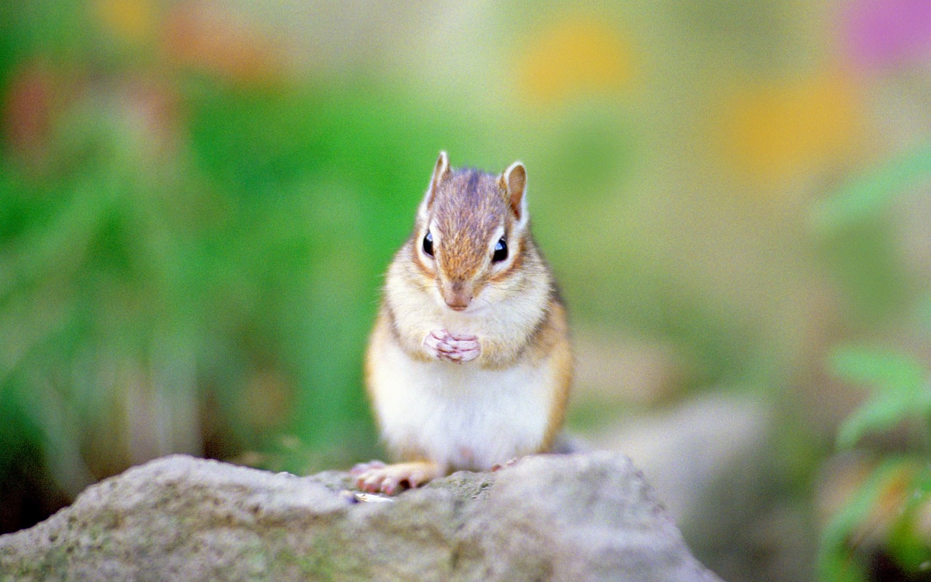 すべての美しい花の画像 トップ100 壁紙 Pc 動物