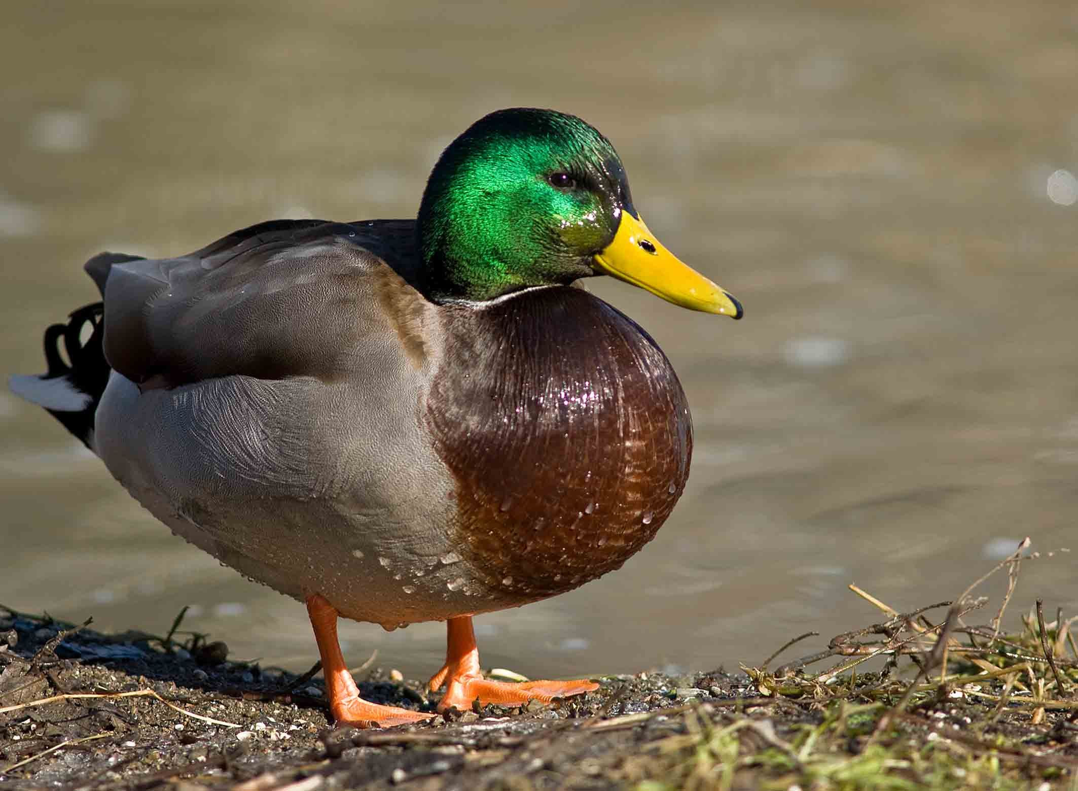Top 3 tes kejelian mata ada berapa hewan pada gambar ini. Bebek Termasuk Burung Cari Tahu Lebih Banyak Tentang Hewan Ini Yuk Semua Halaman Bobo