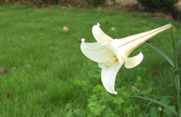 美しい花の画像 無料ダウンロード野山 に 咲く 花
