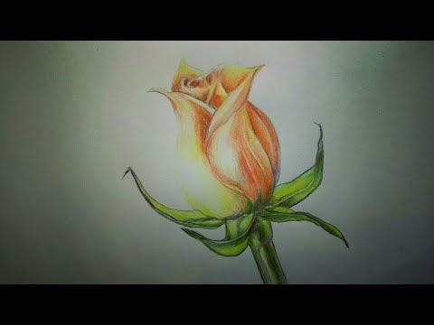 Gambar Bunga Dengan Pensil Warna Koleksi Gambar Bunga