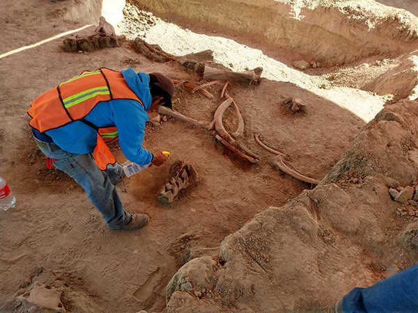 An archaeologist works at the site where bones of about 60 mammoths were discovered at the old Santa Lucia military airbase just north of Mexico City.