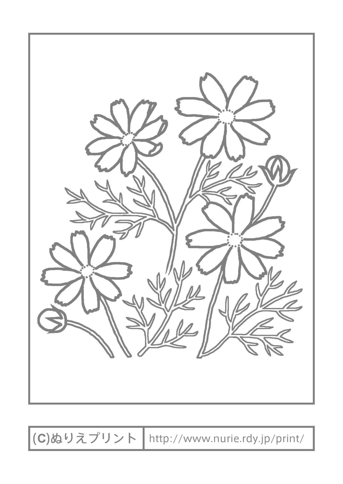 すべての美しい花の画像 最新のhdぬりえ プリント 塗り絵 無料 花