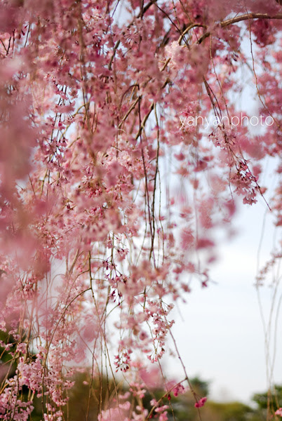 美しい花の画像 最高の枝垂桜 花 言葉