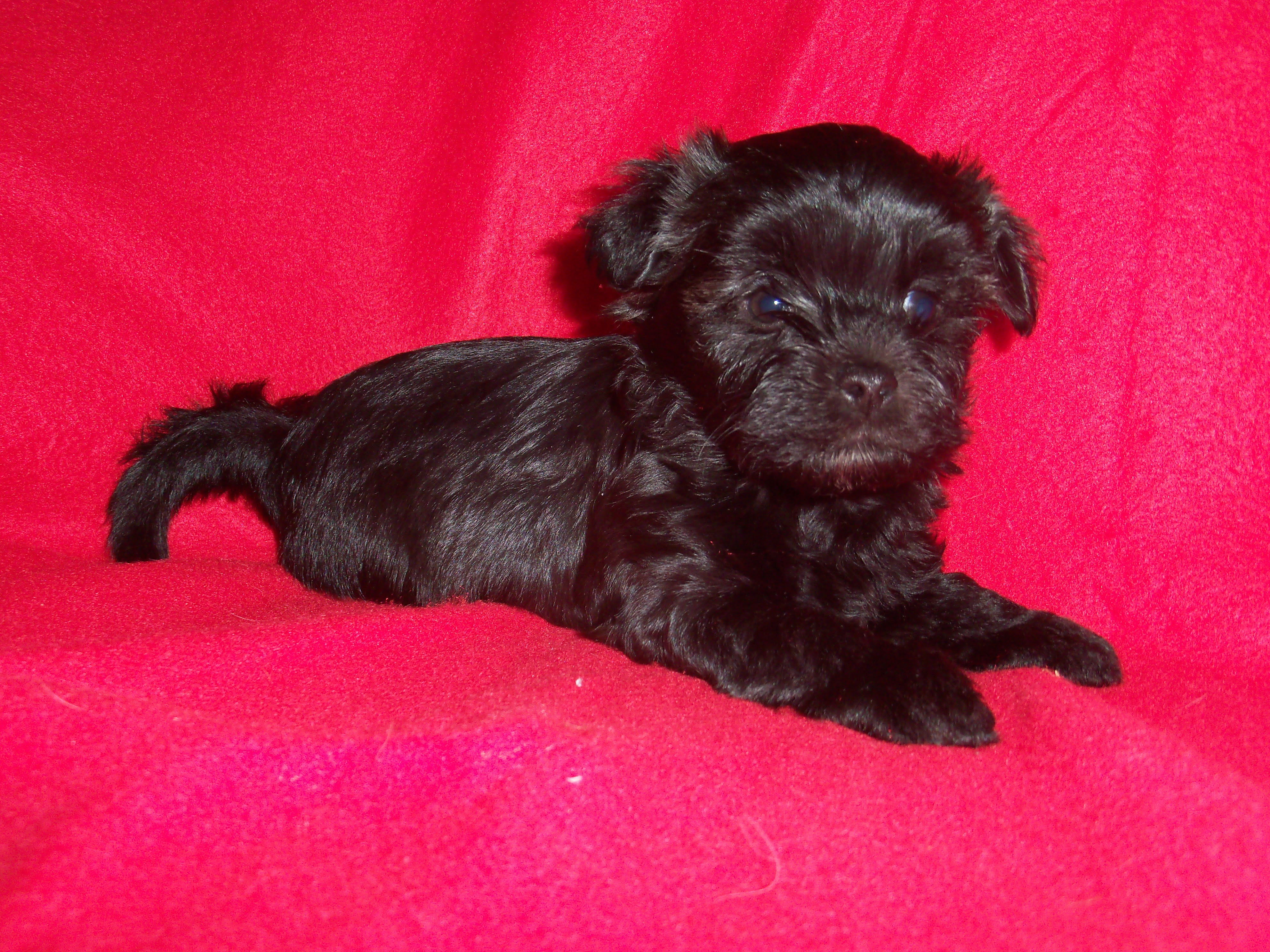 Cupids havanese in waynesville ohio raises outstanding havanese puppies for exceptional we specialize in rare red havanese puppies and occasionally black & white havanese puppies. Legin S Havanese Central Pennsylvania Breeder Of Havanese Puppies Since 2001
