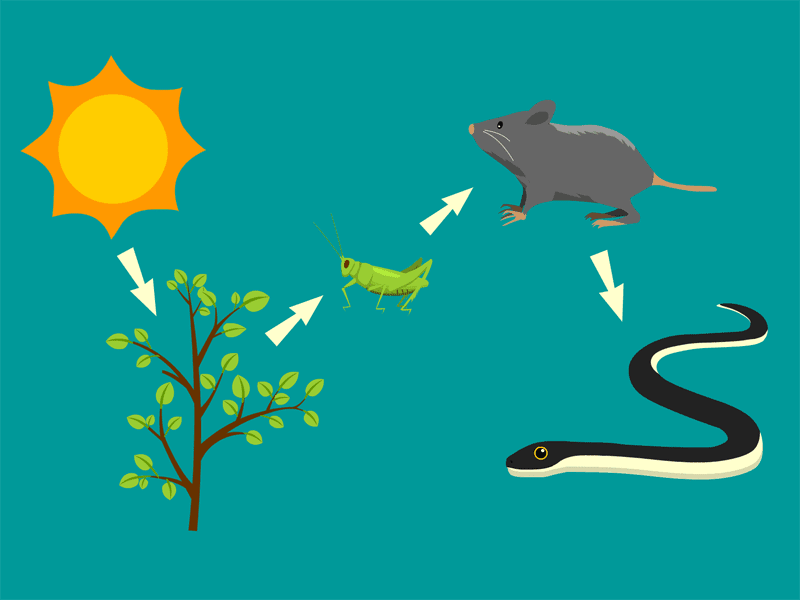 Our aim is to build a largest free png image platform in the world, serve for all the professional designer and people who have design skills. Free Food Chain Cliparts Download Free Food Chain Cliparts Png Images Free Cliparts On Clipart Library
