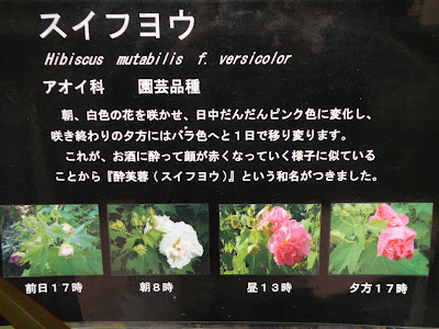 【ベストコレクション】 芙蓉 花言葉 211232-花 芙蓉 花言葉