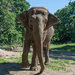 Happy, age 44, lives alone at the Bronx Zoo, separated from the zoo's two other elephants for her protection.