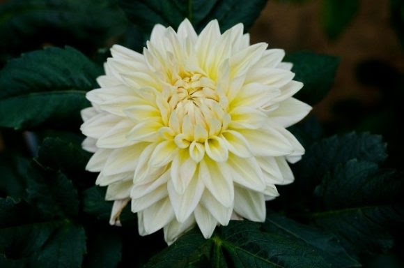エレガントダリア 花言葉 感謝 すべての美しい花の画像