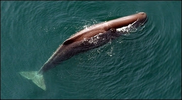 sperm whale