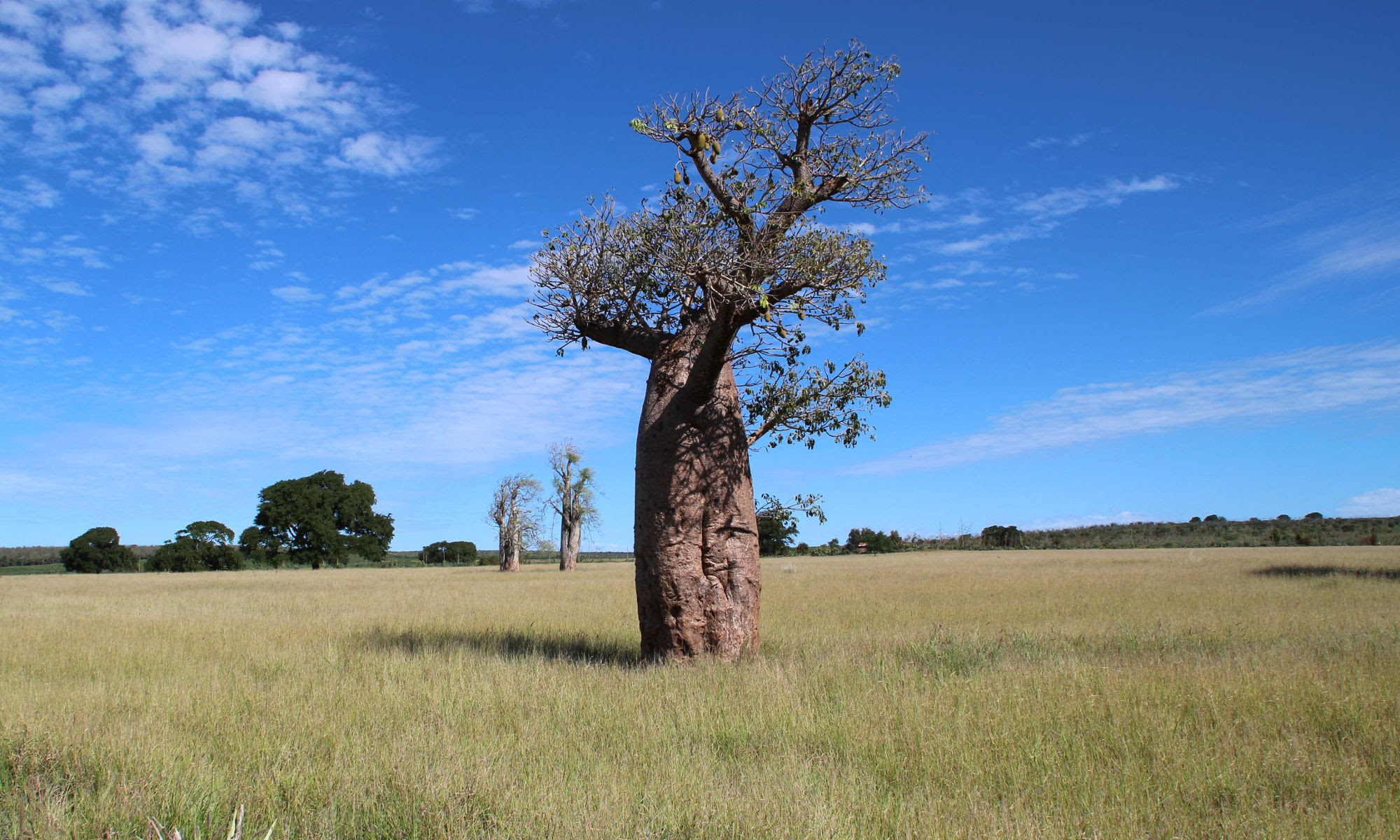 arbre exotique 7 lettres