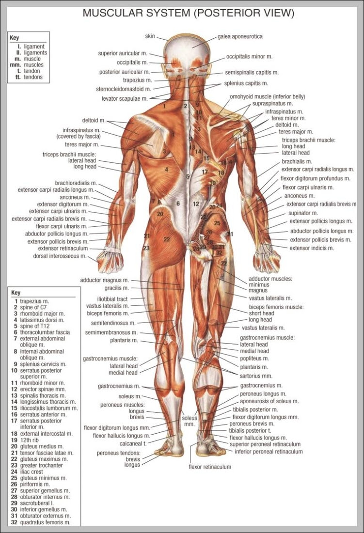 The superficial back muscles are the muscles found just under the skin. Back Muscles Anatomy Chart 744 1140 Anatomy System Human Body Anatomy Diagram And Chart Images