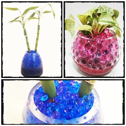 最高のアクア ボール 観葉 植物 すべての美しい花の画像