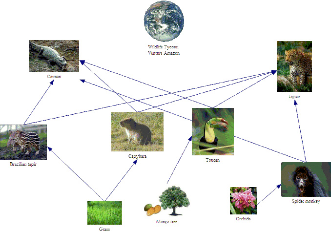 Jaguar Rainforest Food Web