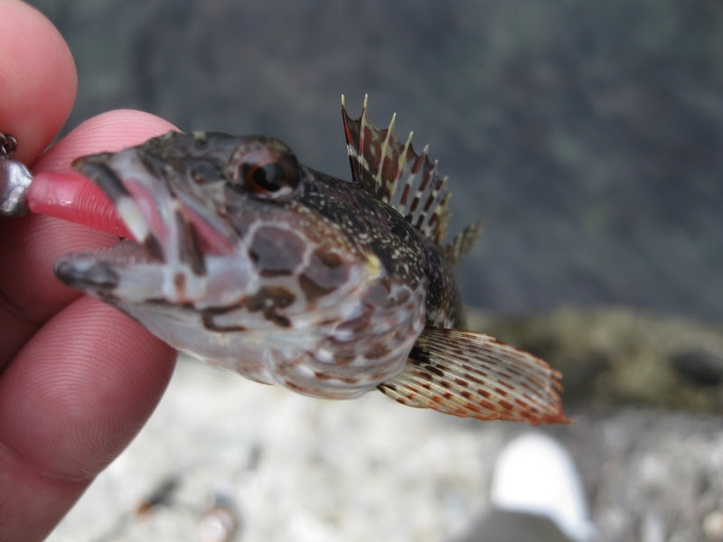 最高かつ最も包括的な鳴く 魚 すべての魚の画像