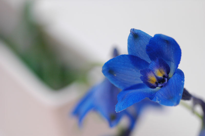 美しい花の画像 ぜいたくベラドンナ 花 言葉