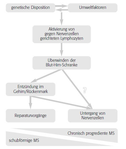Nov 20, 2020 · steißbeinschmerzen brennen, stechen und machen sich vor allem im sitzen schmerzlich bemerkbar. Entstehung Der Multiplen Sklerose