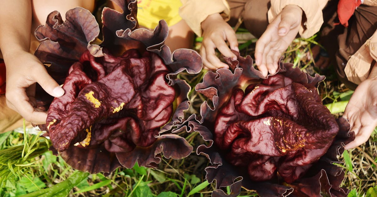 Gambar Bunga  Rafflesia Arnoldi  Beserta Penjelasannya 