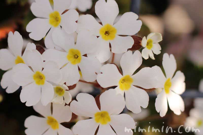50 素晴らしいプリムラ 白 花 すべての美しい花の画像