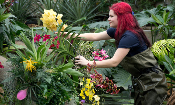Kew horticulturalist installing the orchid festival