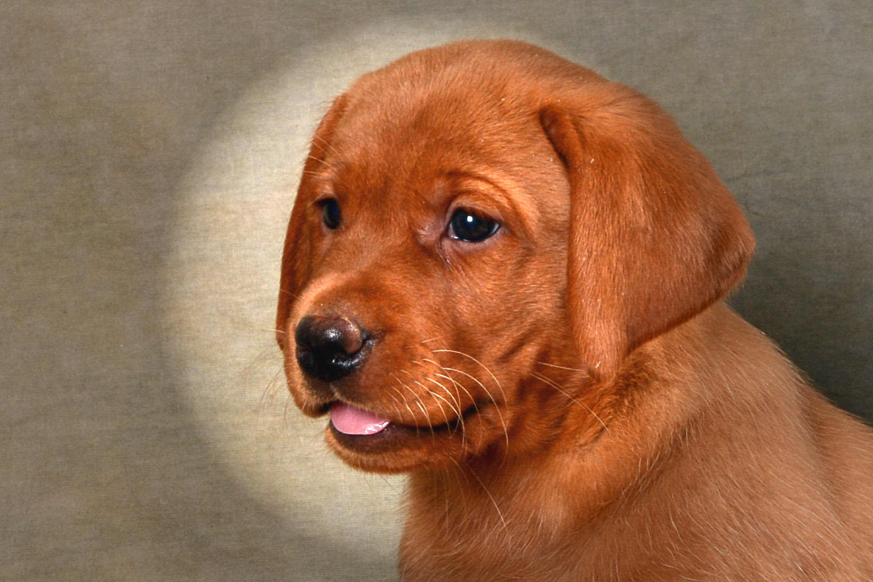 57 Top Photos Fox Red Labrador Puppies Oregon : Home