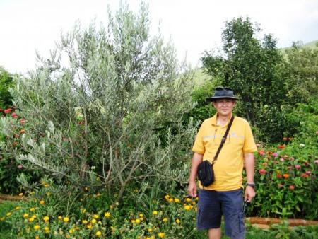 Singapore News Alternative: INTERVIEW: A Singaporean and his olive farm