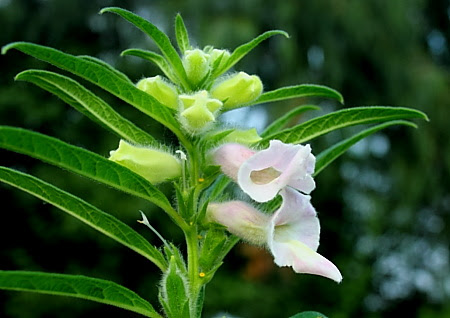 新着ごま 花 最高の花の画像