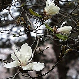 ラブリーこぶし 花 言葉 最高の花の画像