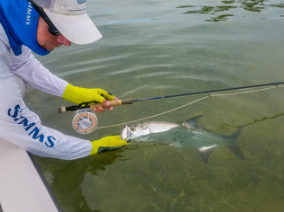 tarpon