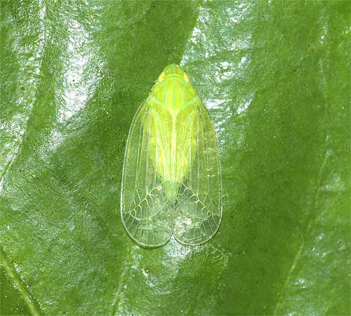50 緑色の小さな虫 緑色の小さな虫 大量発生 Jpgazodev