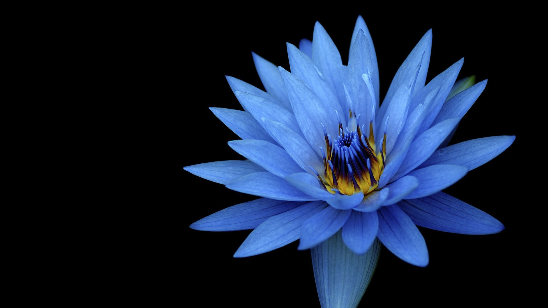 75 花壁紙 青 美しい花の画像